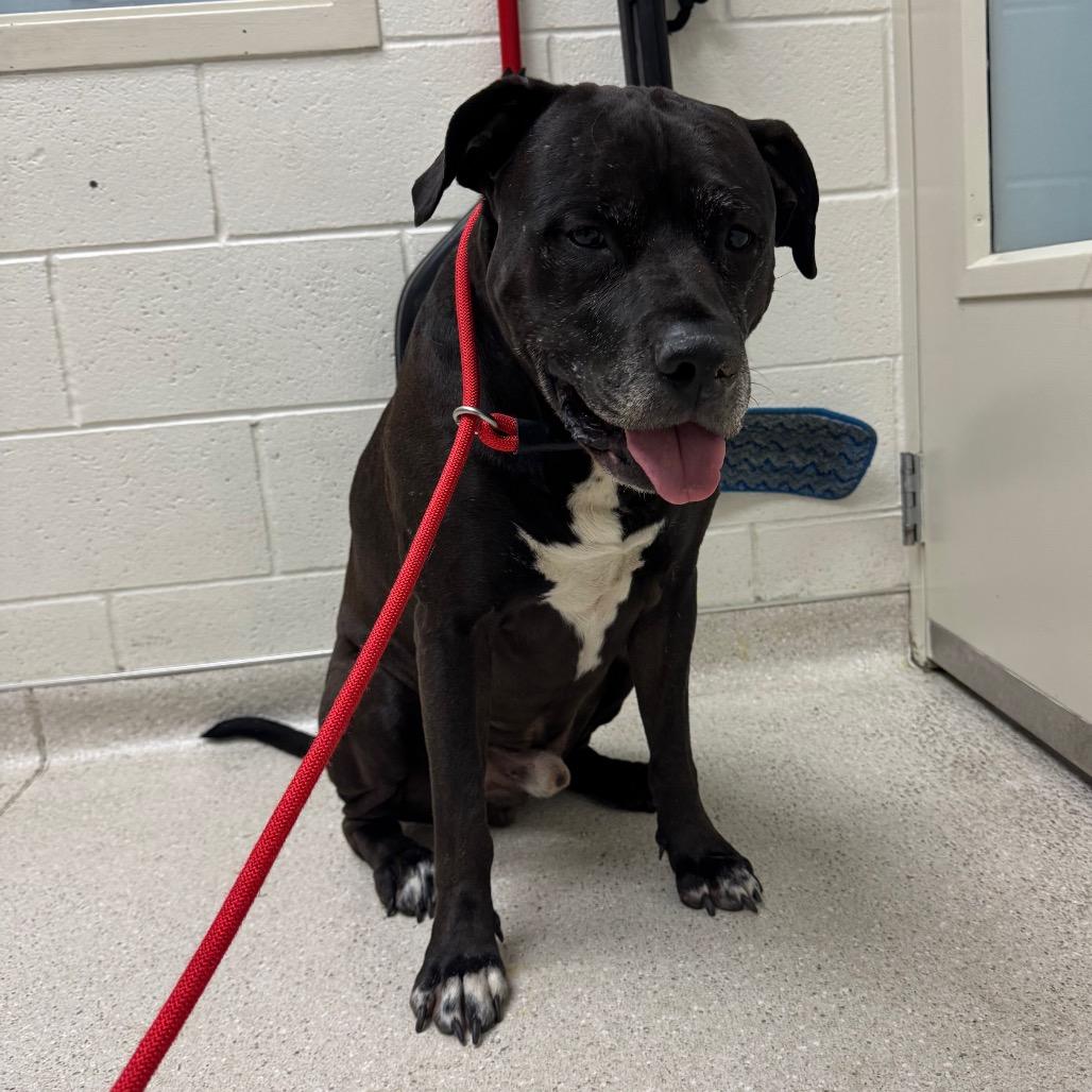 Chino, Adoptable, Adult Male Rottweiler & Mixed Breed.