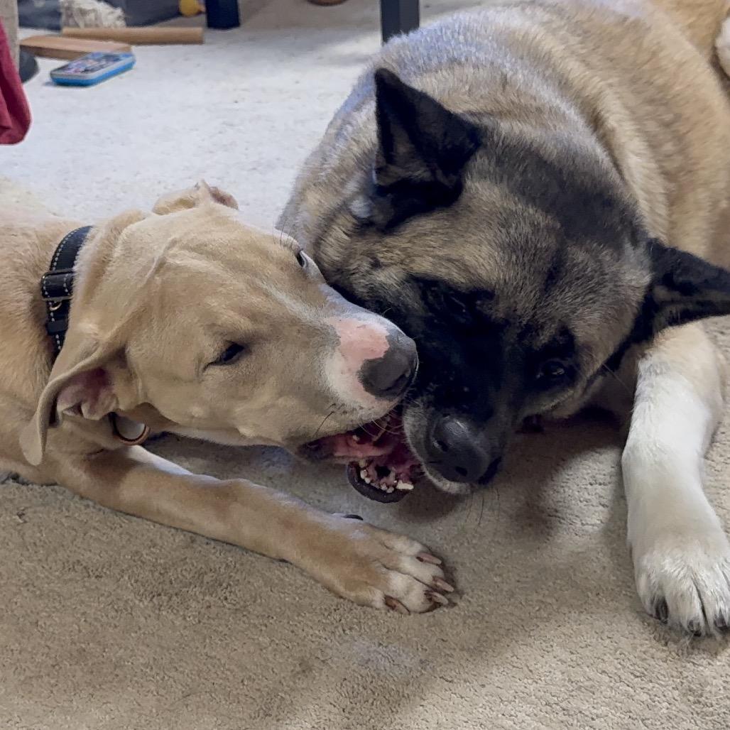 Arthur, a Adoptable Pit Bull Terrier in West Richland, WA image 1/6