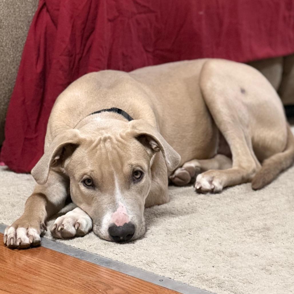 Arthur, Adoptable, Young Male Pit Bull Terrier.