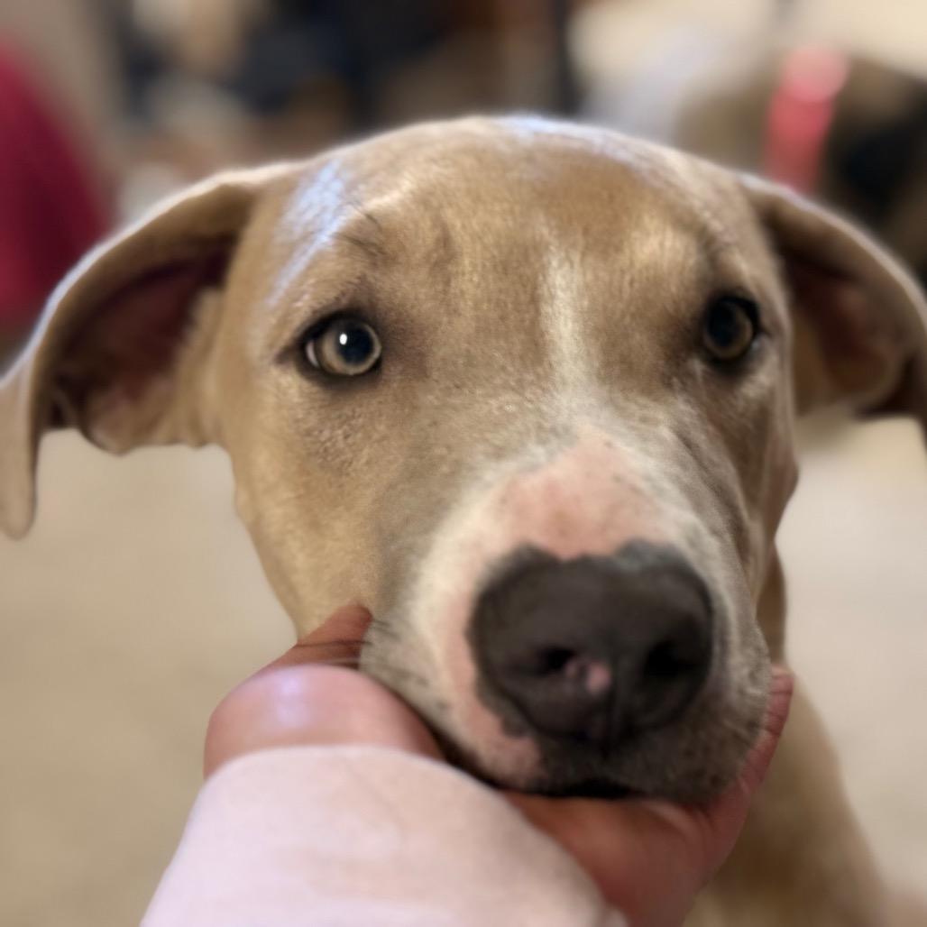 Enlarge Arthur, a Adoptable Pit Bull Terrier in West Richland, WA image 2/6