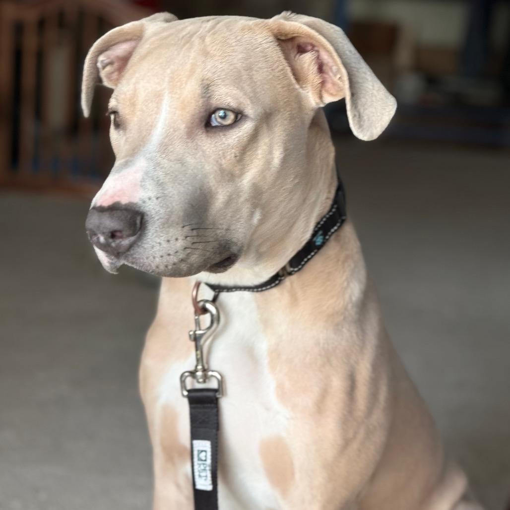 Enlarge Arthur, a Adoptable Pit Bull Terrier in West Richland, WA image 4/6