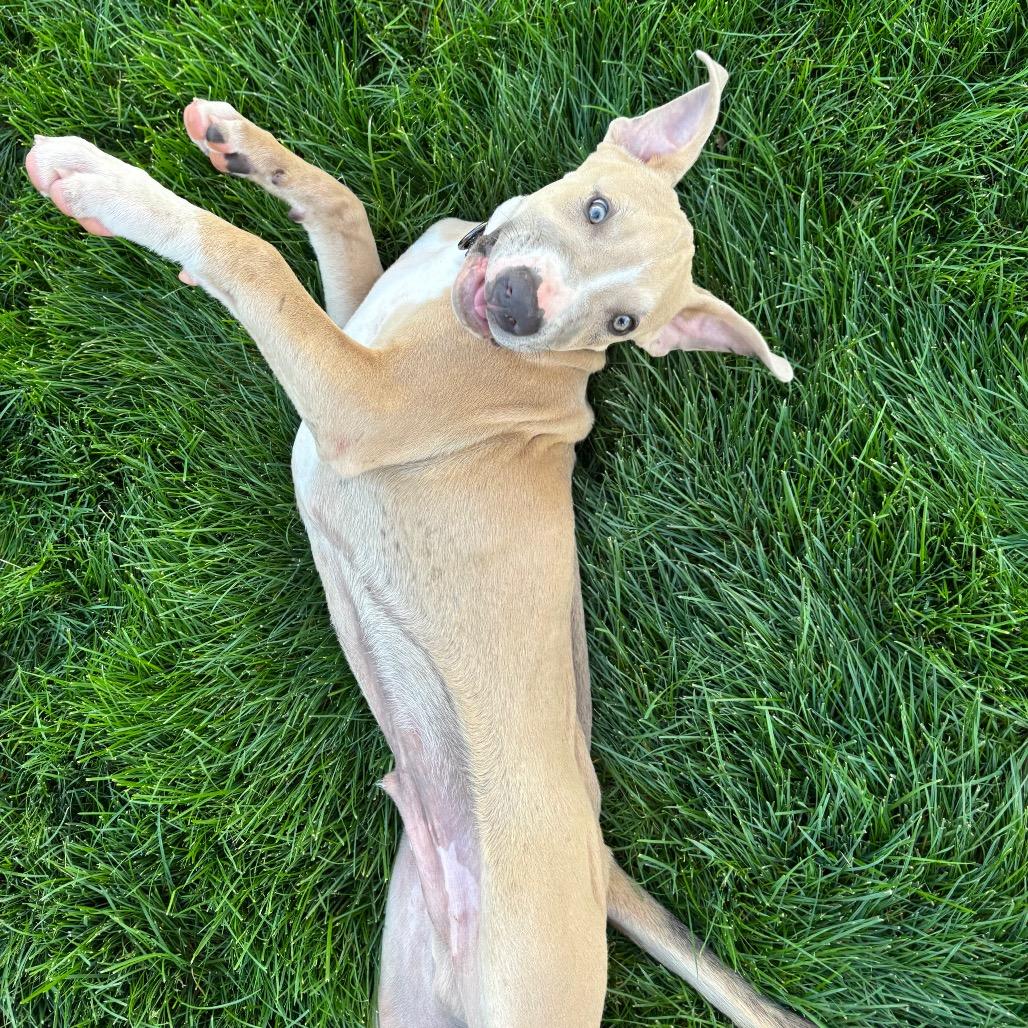 Enlarge Arthur, a Adoptable Pit Bull Terrier in West Richland, WA image 5/6