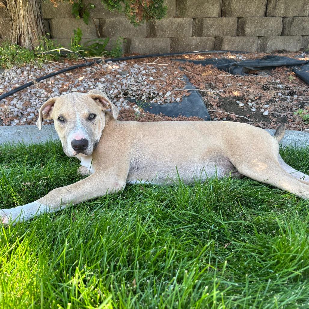 Enlarge Arthur, a Adoptable Pit Bull Terrier in West Richland, WA image 6/6