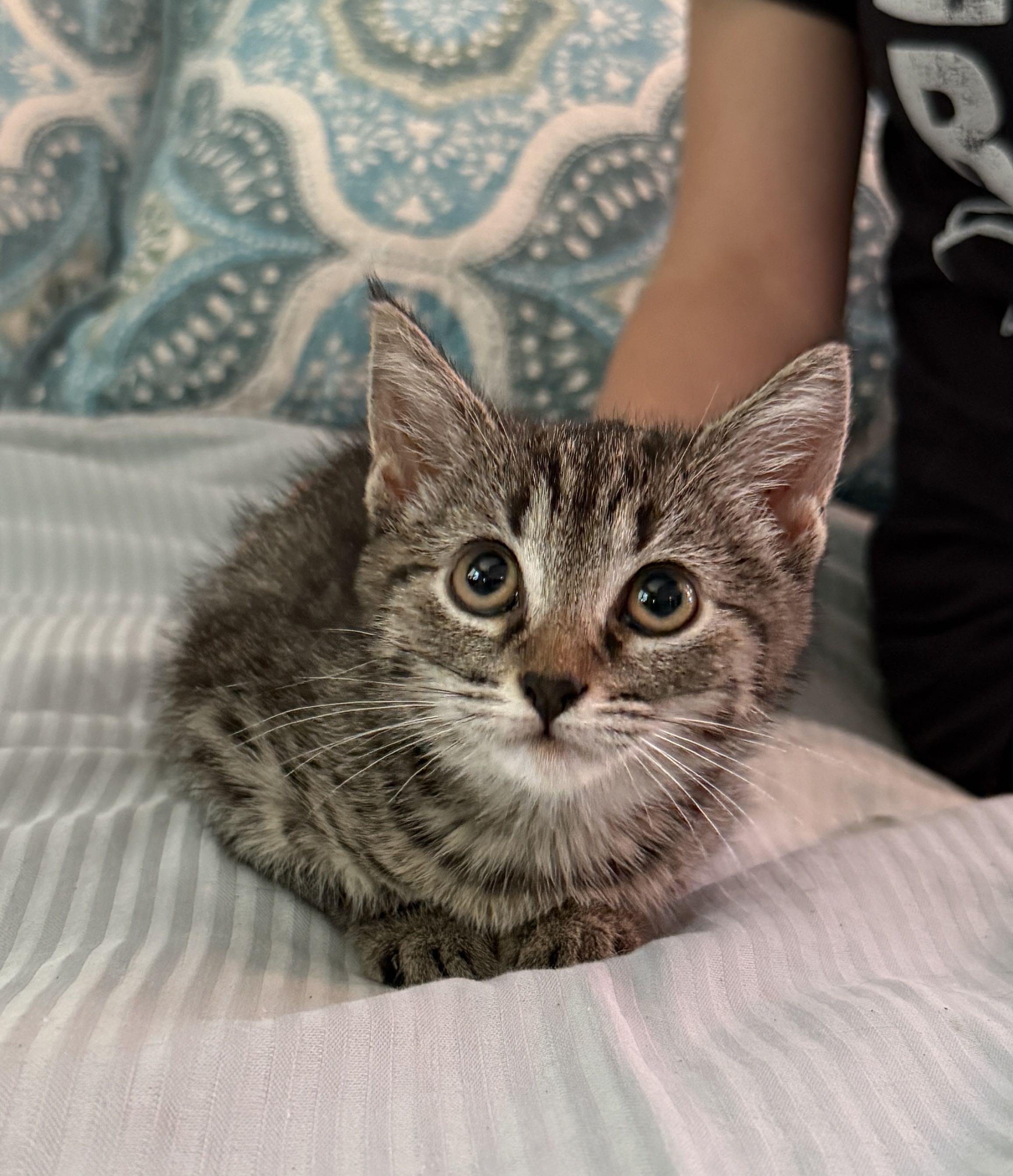 Enlarge Butter, a Adoptable Domestic Short Hair in Monroe Township, NJ image 3/3