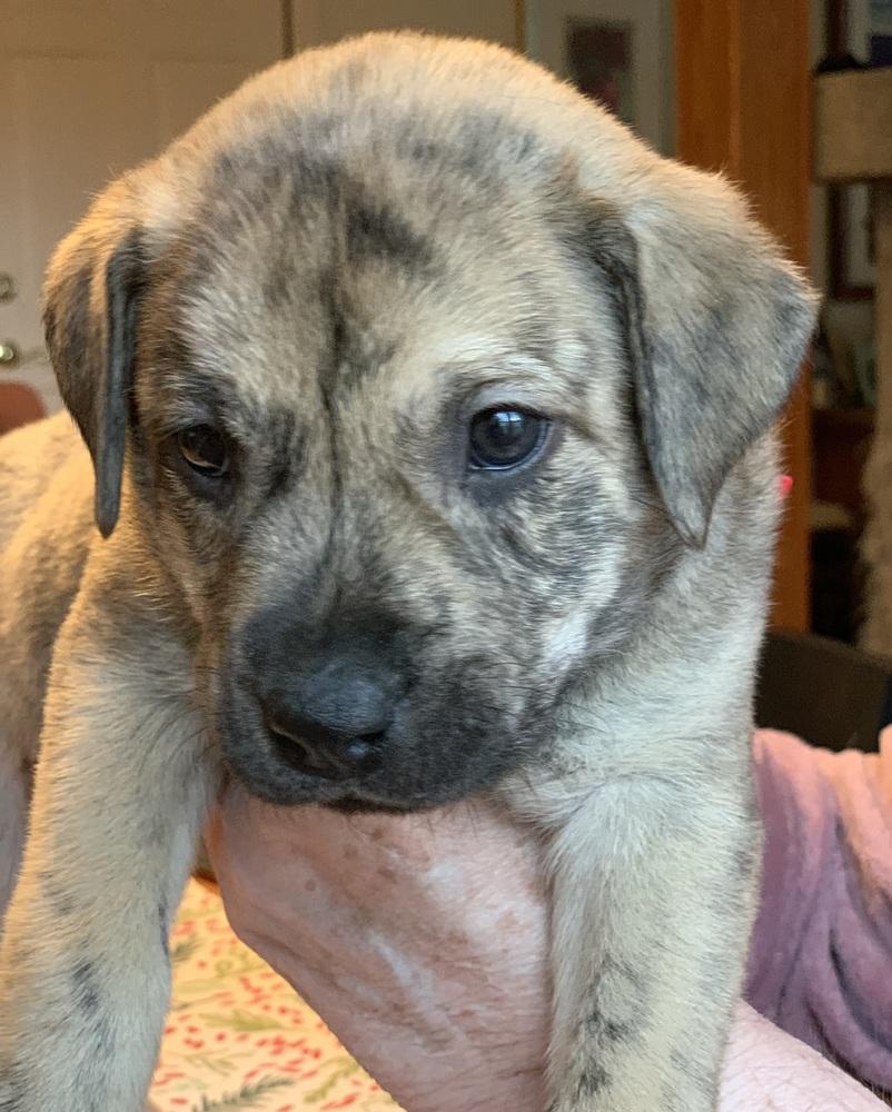 Enlarge Terbenche / Bear, a Adoptable mixed breed in Broomfield, CO image 2/3