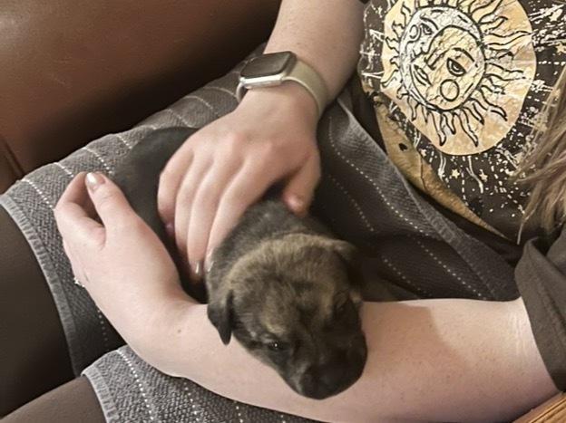 Enlarge Terbenche / Bear, a Adoptable mixed breed in Broomfield, CO image 3/3