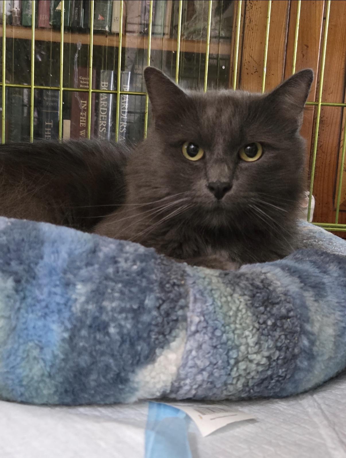 Enlarge Finnlay, a Adoptable Domestic Medium Hair in Oceanside, CA image 3/3