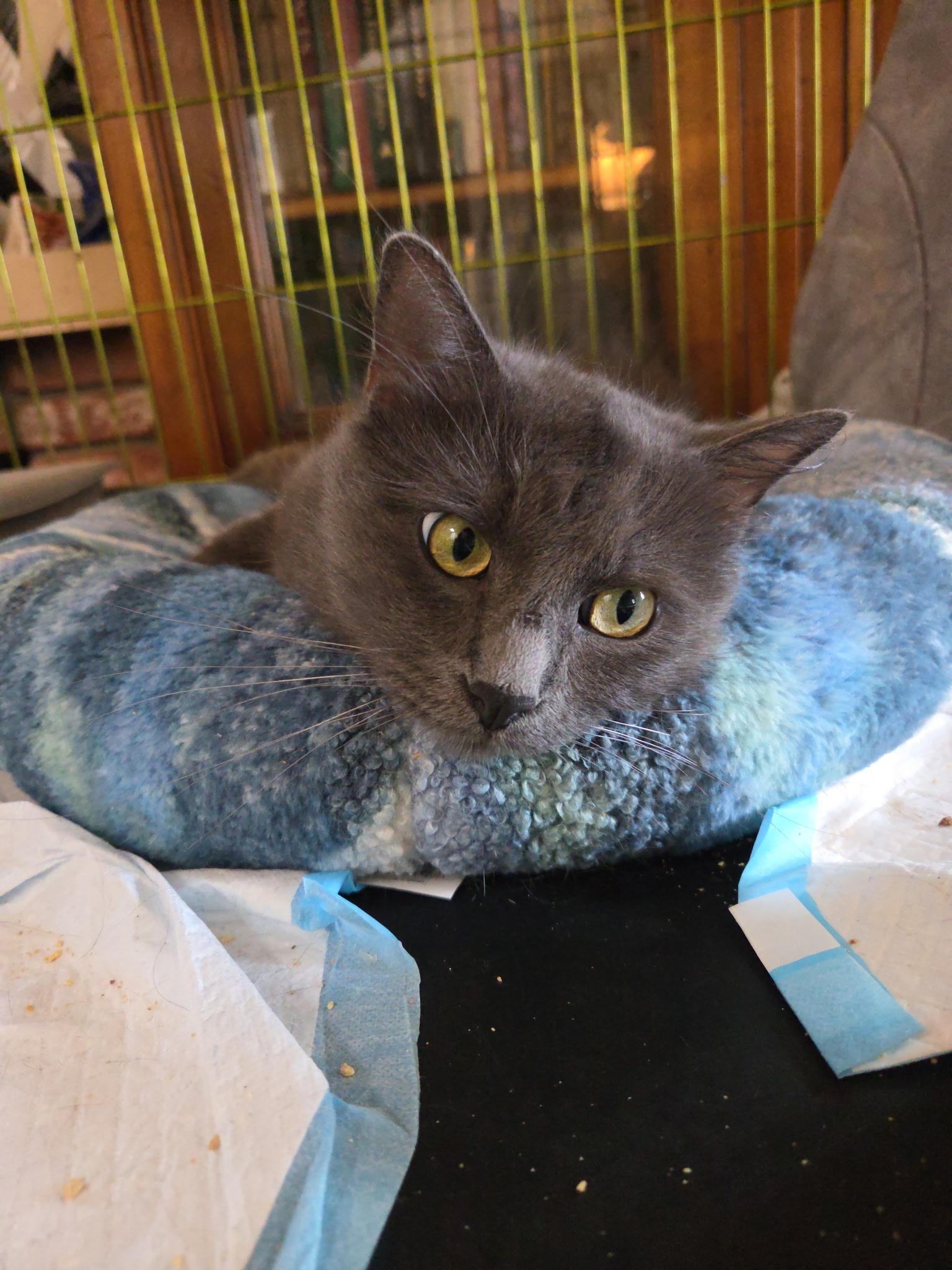 Finnlay, Adoptable, Adult Male Domestic Medium Hair.