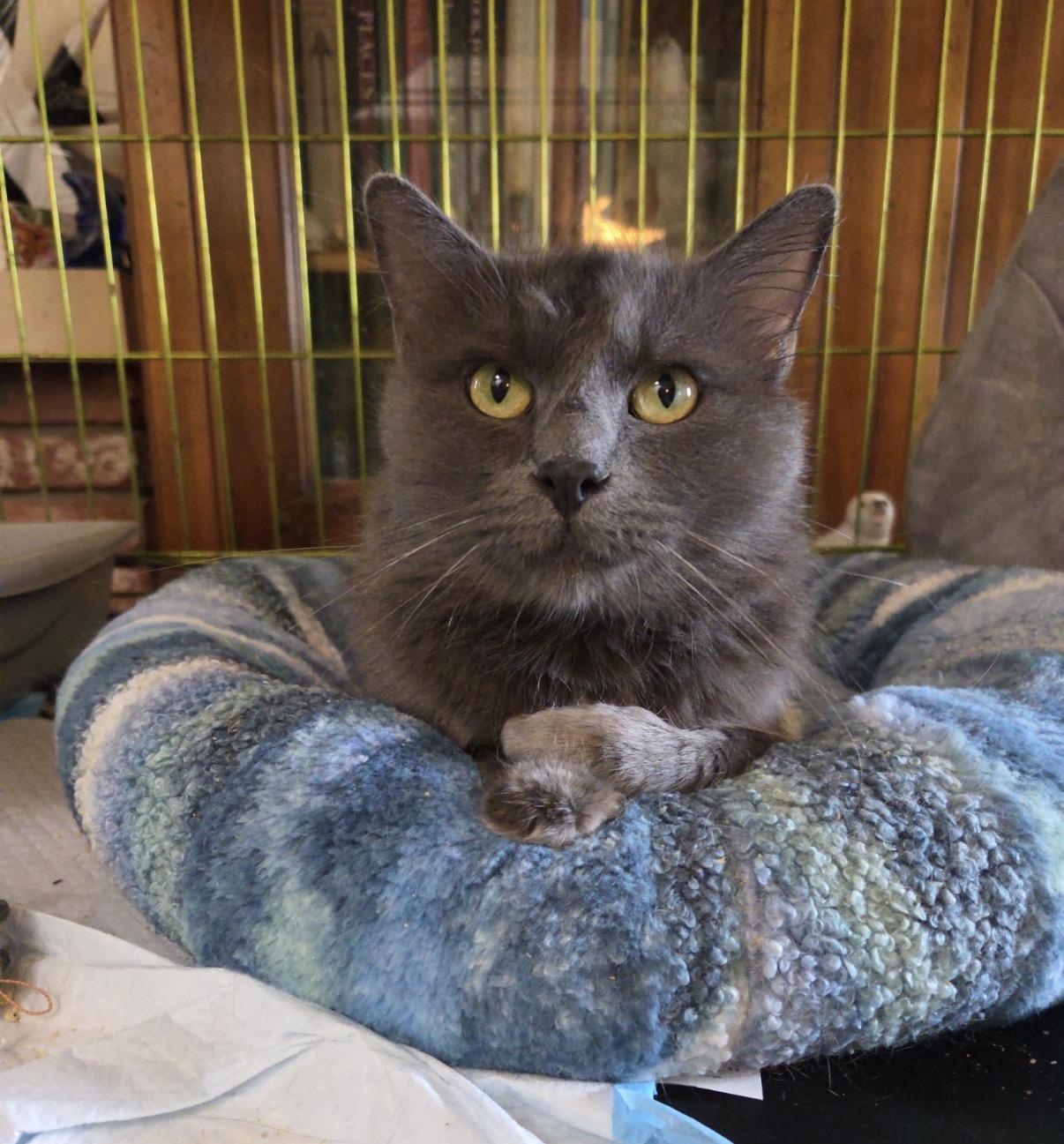 Enlarge Finnlay, a Adoptable Domestic Medium Hair in Oceanside, CA image 2/3