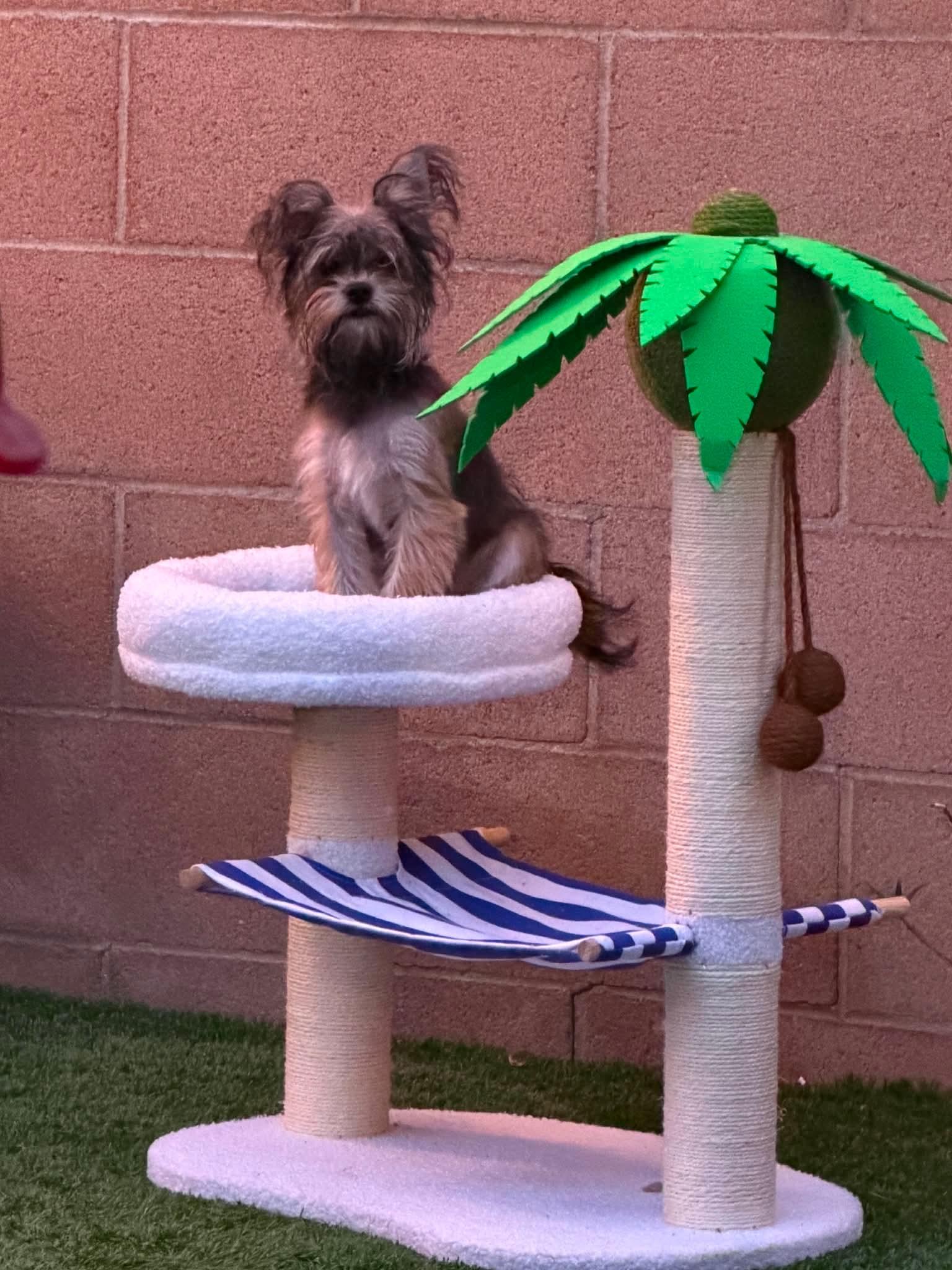 Riot, Adopted, Puppy Male Yorkshire Terrier.