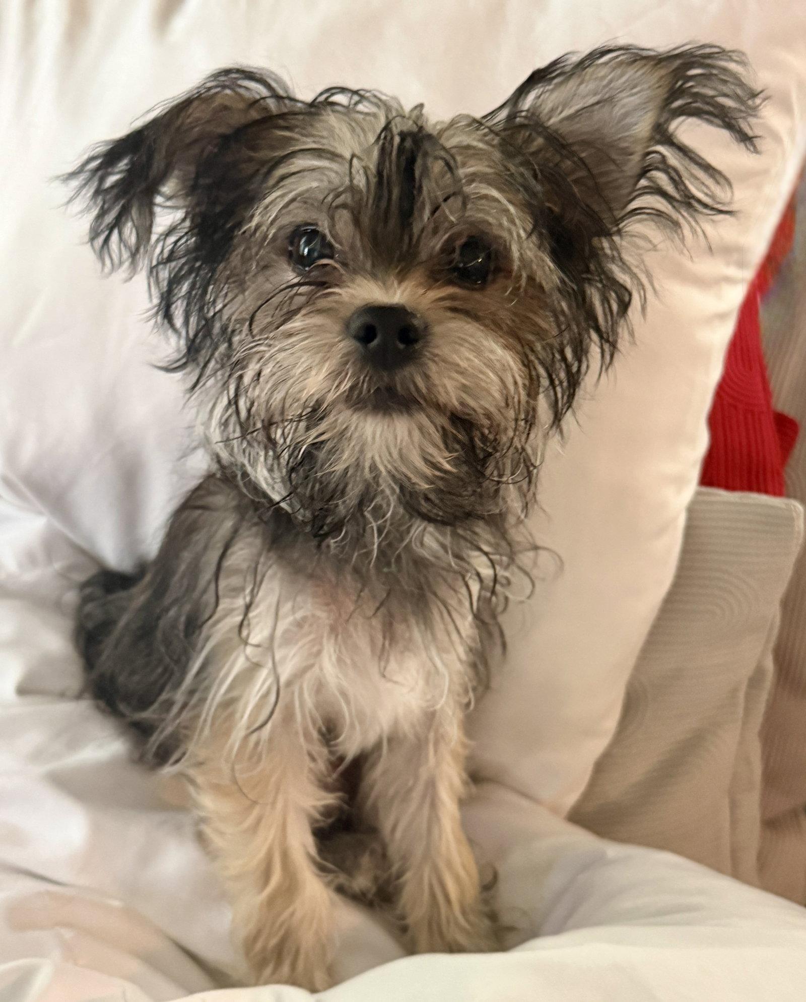 Riot, a Adopted Yorkshire Terrier in Mission Viejo, CA image 2/2