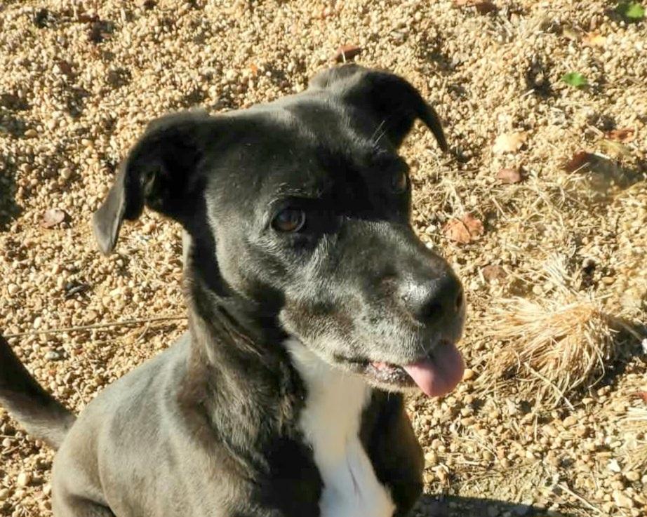 Enlarge Pebbles, a Adoptable mixed breed in Anniston, AL image 1/6