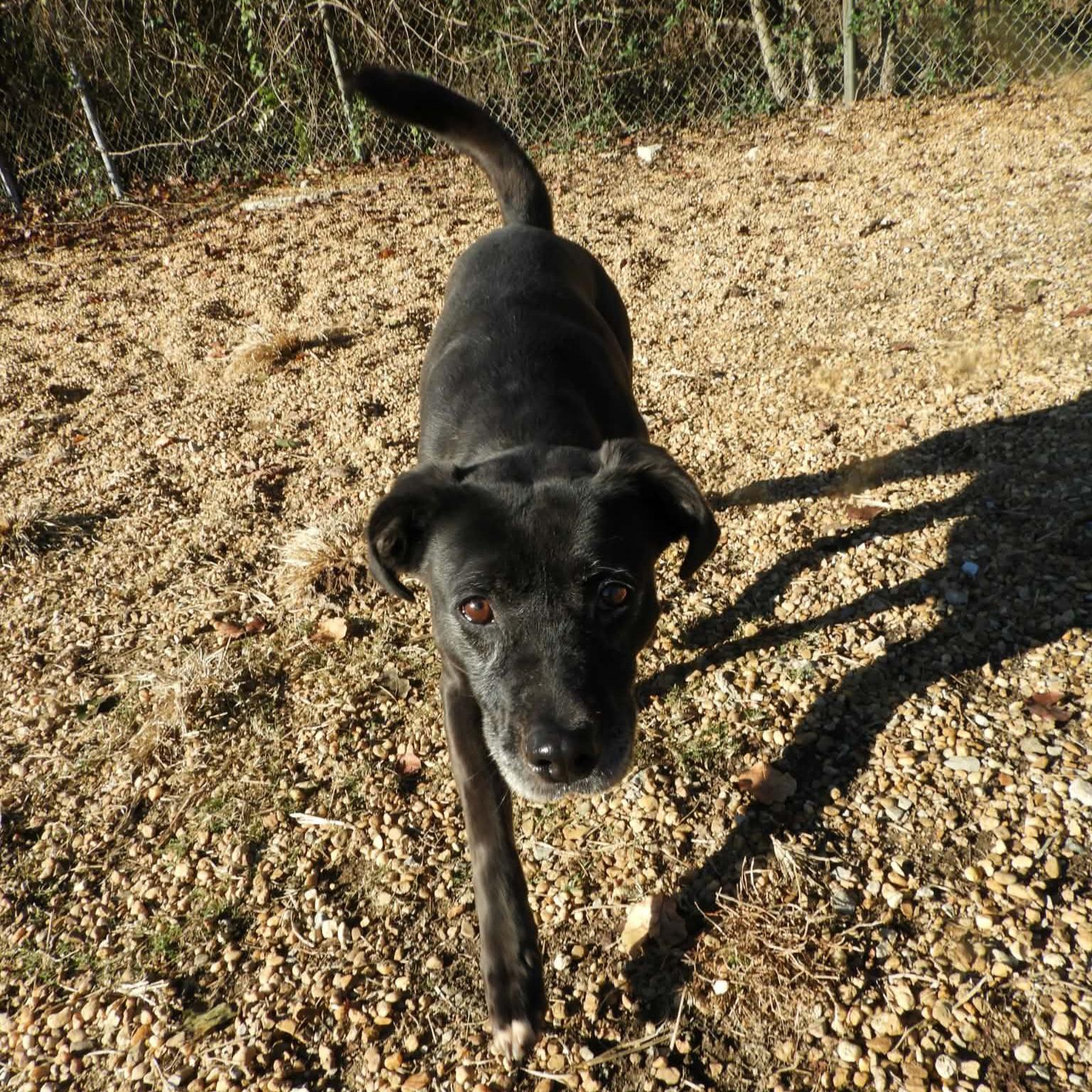 Enlarge Pebbles, a Adoptable mixed breed in Anniston, AL image 2/6