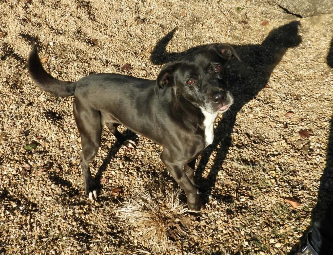 Enlarge Pebbles, a Adoptable mixed breed in Anniston, AL image 3/6