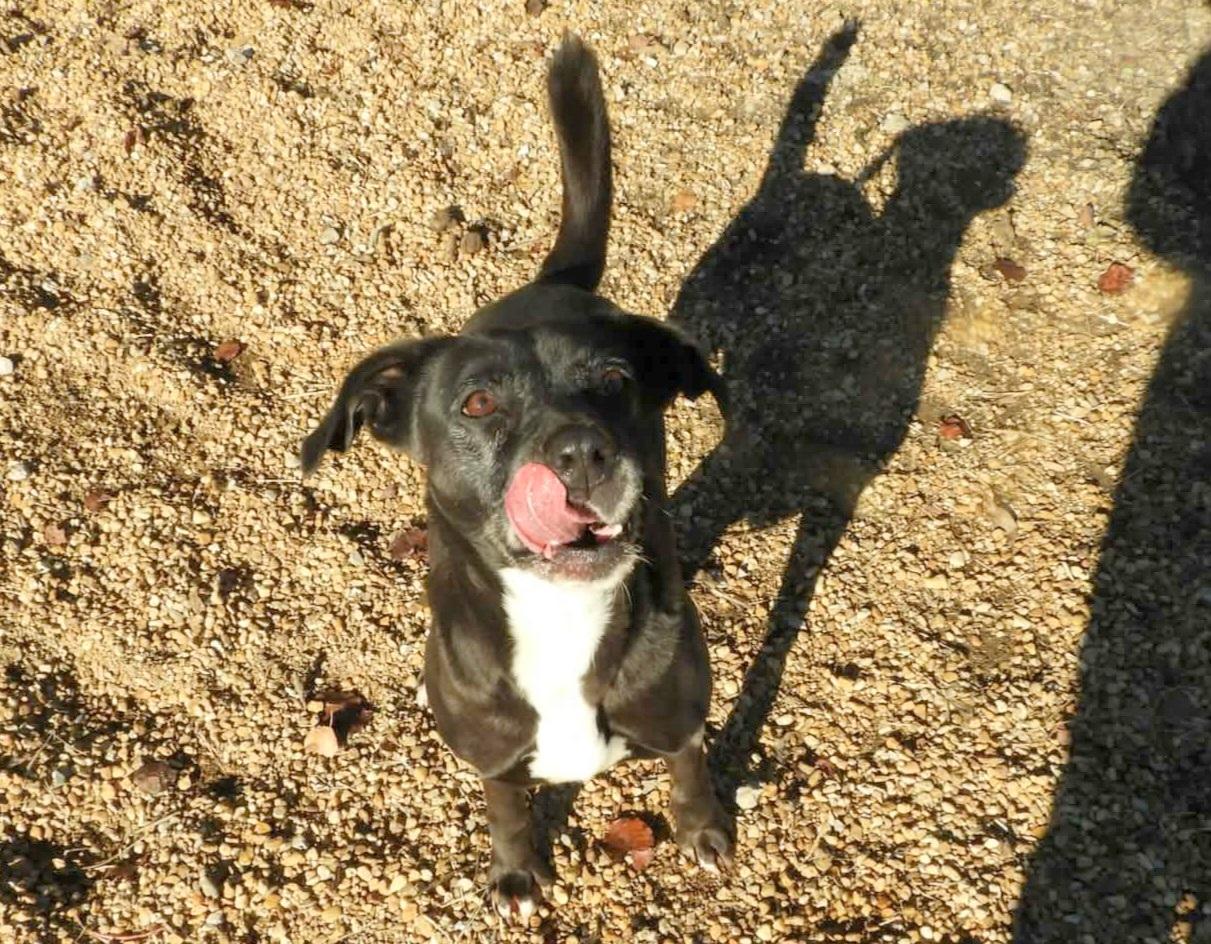 Enlarge Pebbles, a Adoptable mixed breed in Anniston, AL image 6/6