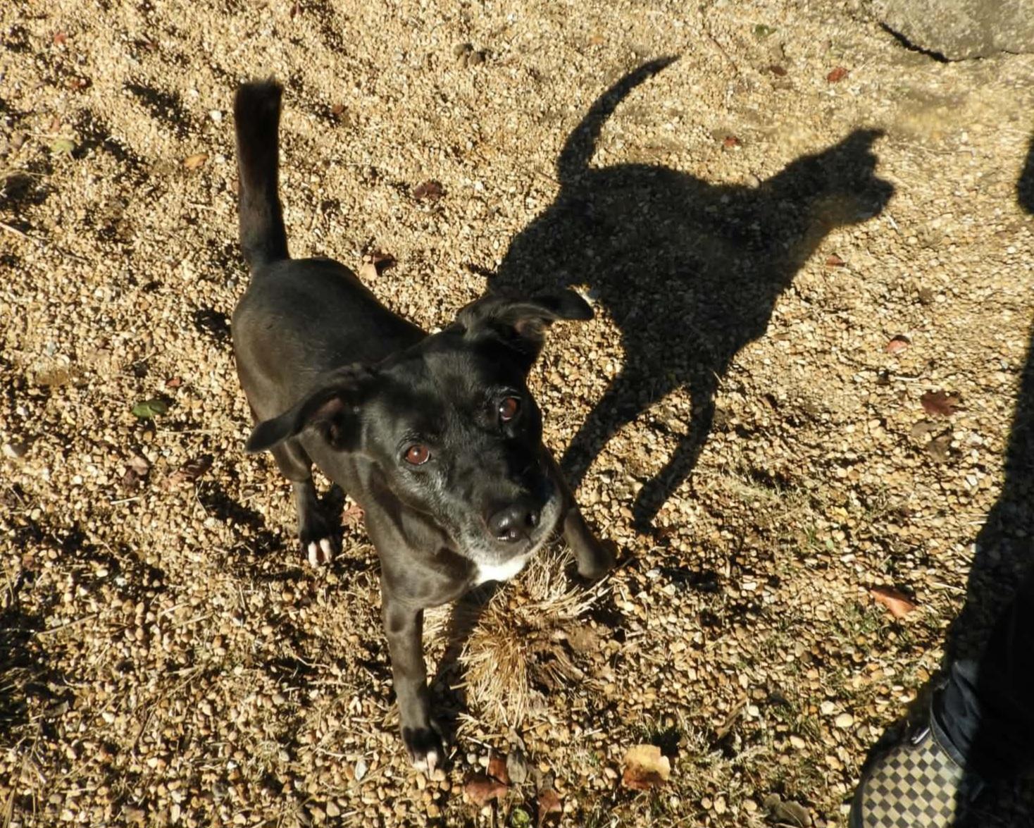 Enlarge Pebbles, a Adoptable mixed breed in Anniston, AL image 4/6