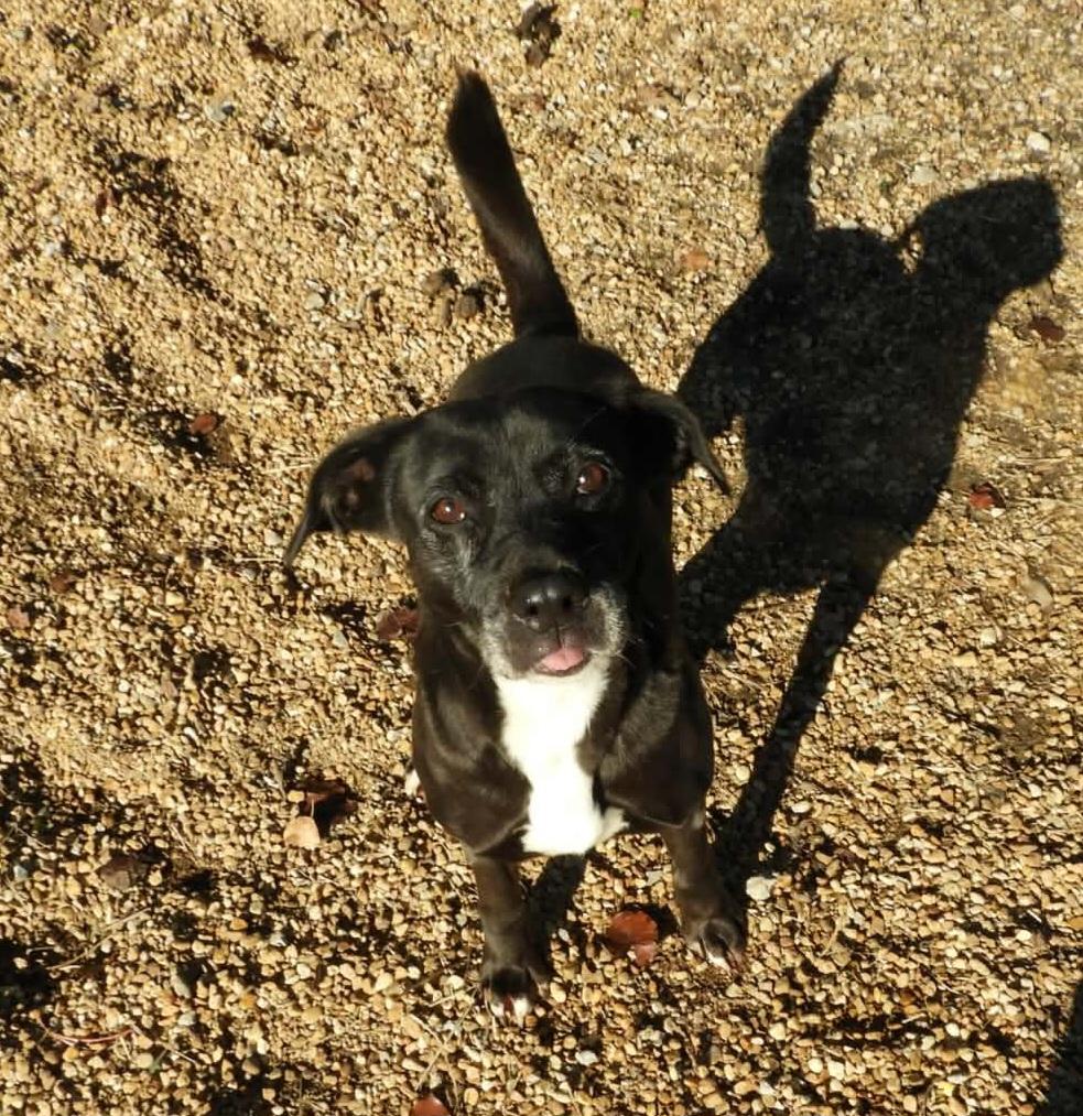 Enlarge Pebbles, a Adoptable mixed breed in Anniston, AL image 5/6