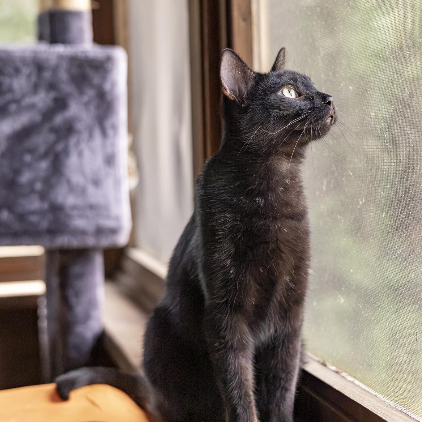 Enlarge Valkyrie, an adopted Domestic Short Hair in Lone rock, WI image 4/6