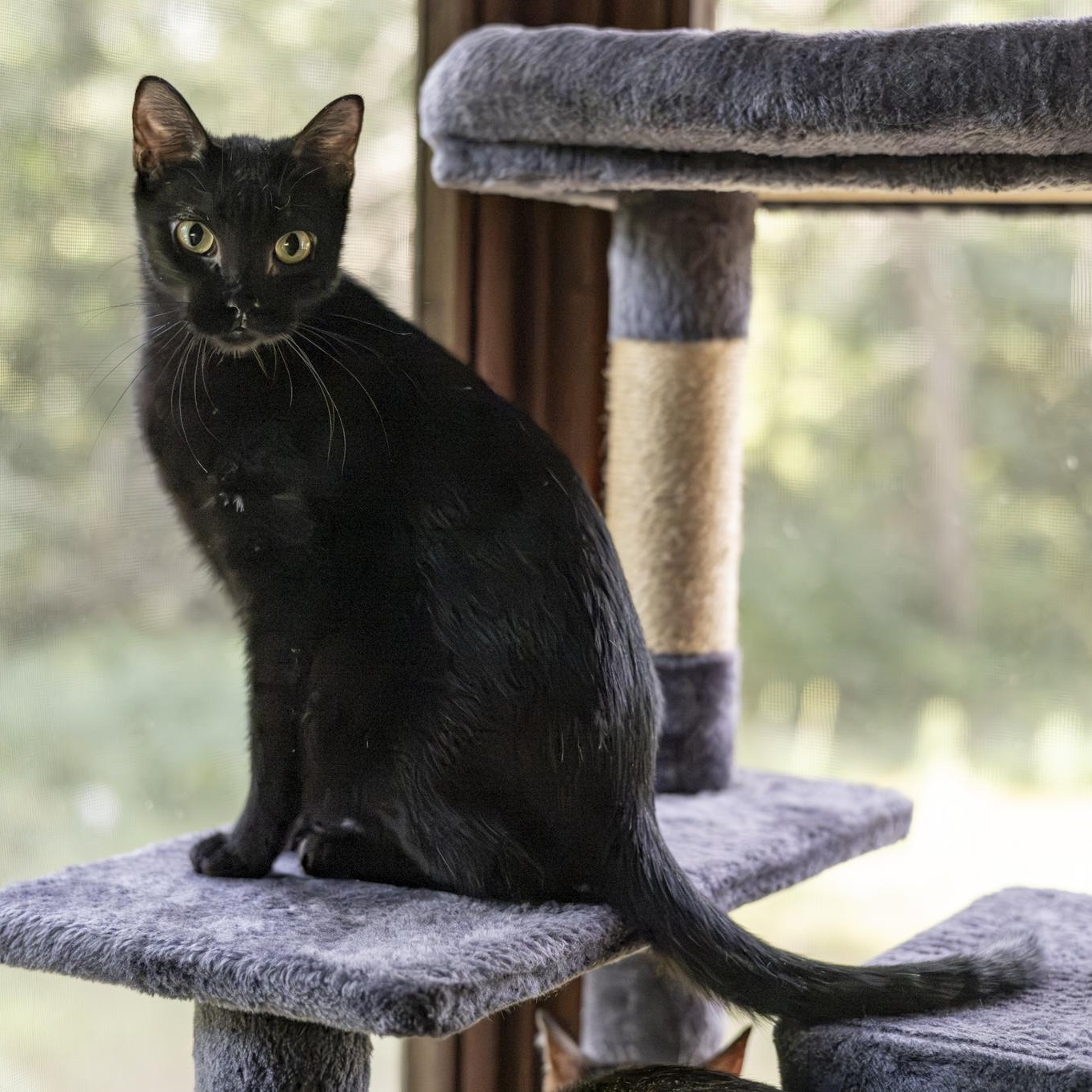 Enlarge Valkyrie, an adopted Domestic Short Hair in Lone rock, WI image 3/6
