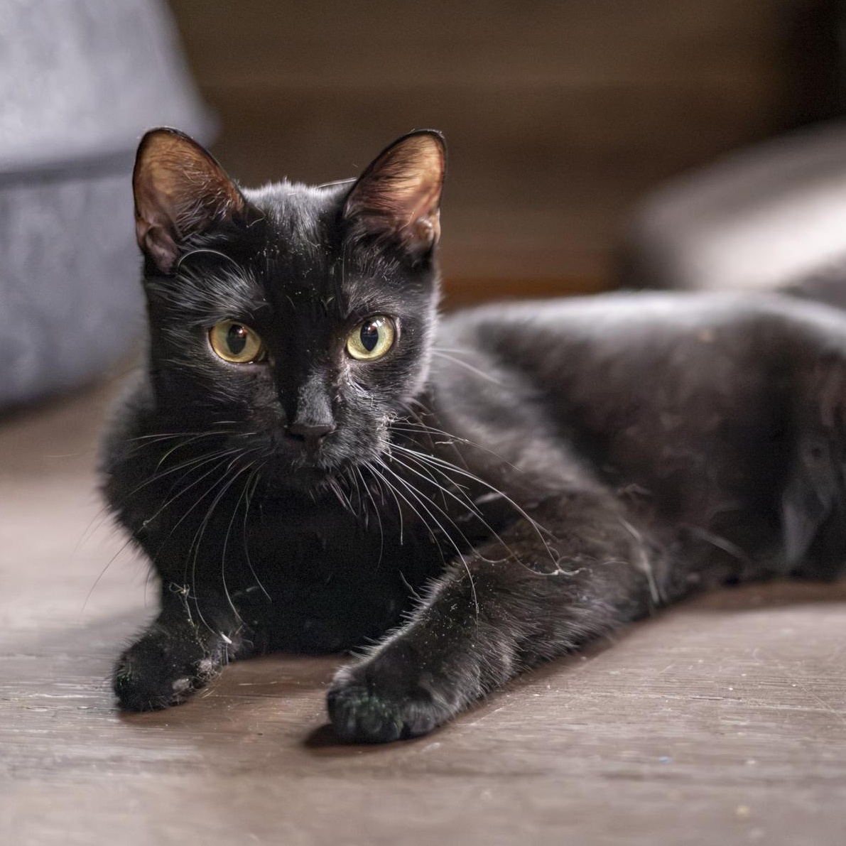 Enlarge Valkyrie, an adopted Domestic Short Hair in Lone rock, WI image 6/6