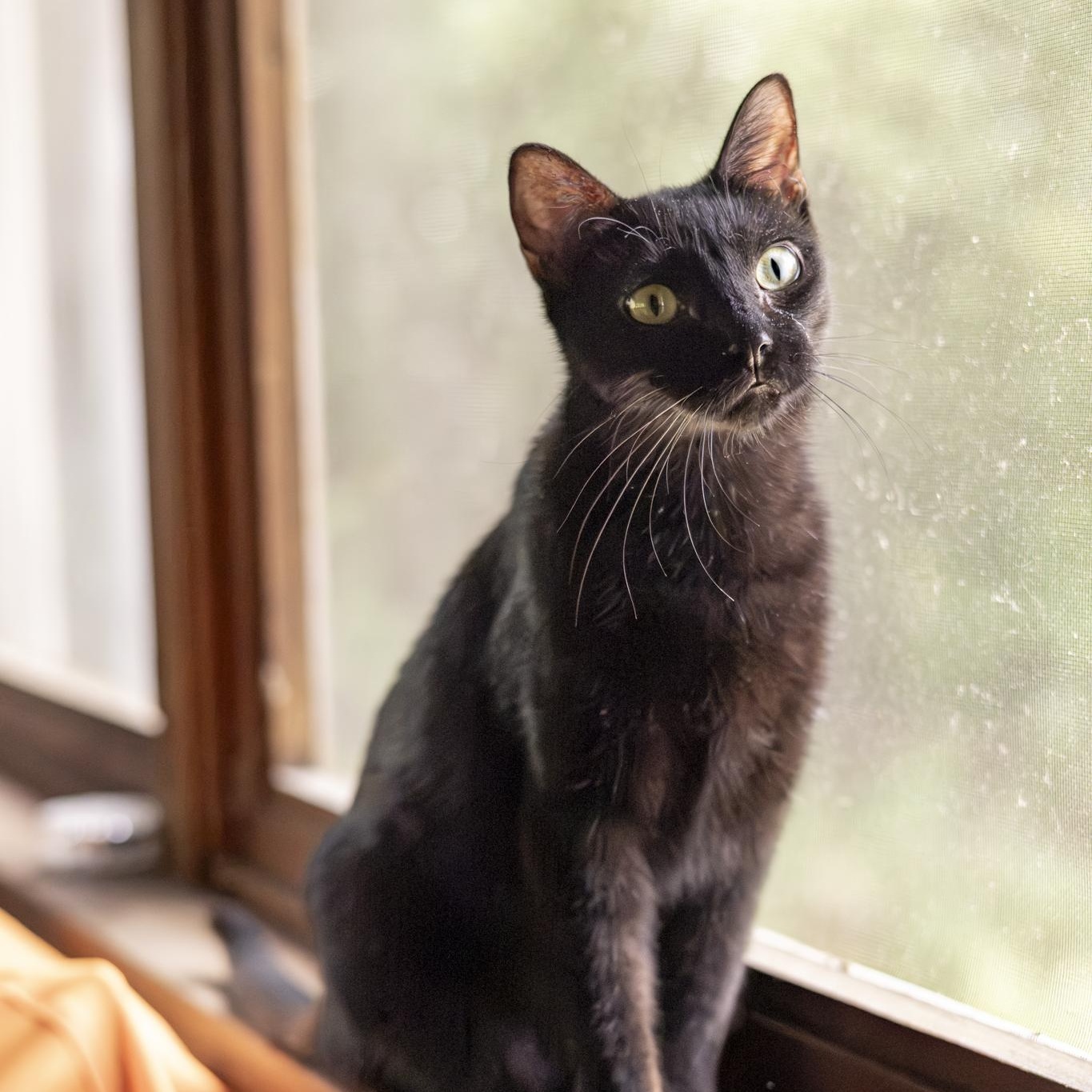 Enlarge Valkyrie, an adopted Domestic Short Hair in Lone rock, WI image 5/6