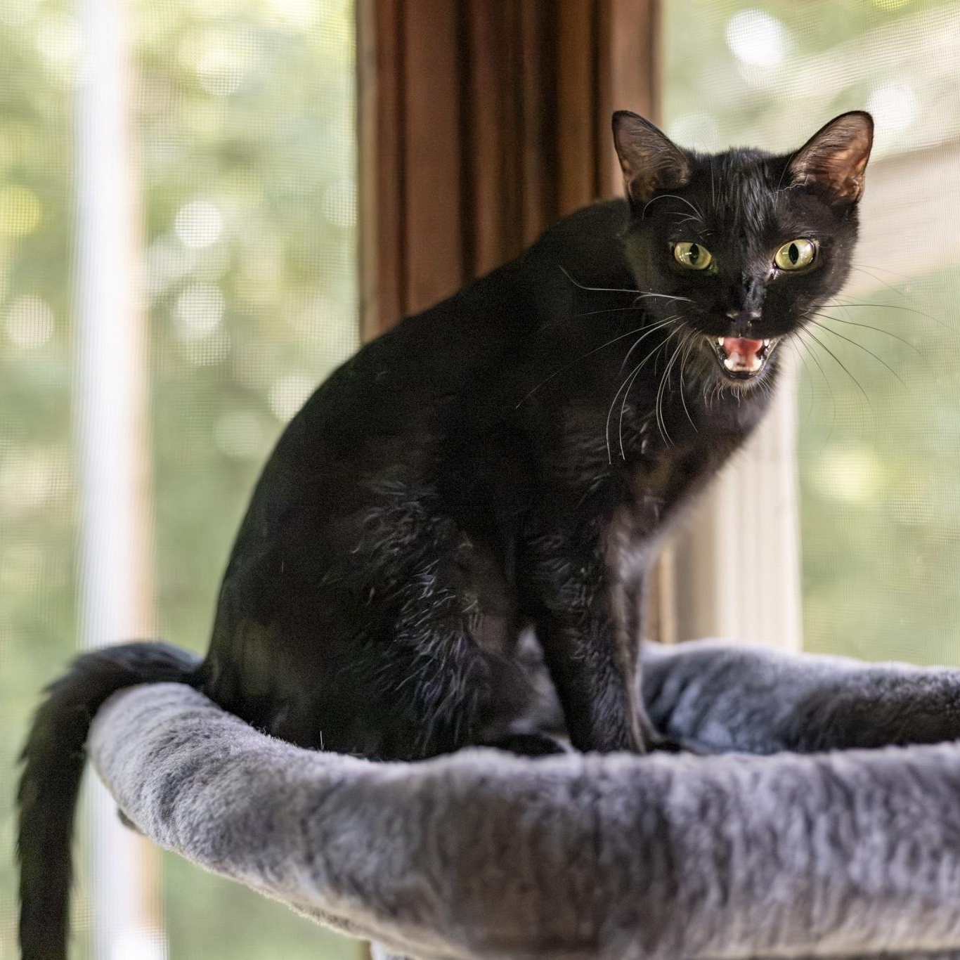 Enlarge Valkyrie, an adopted Domestic Short Hair in Lone rock, WI image 1/6