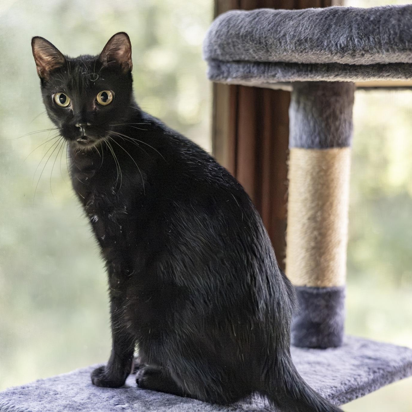 Enlarge Valkyrie, an adopted Domestic Short Hair in Lone rock, WI image 2/6