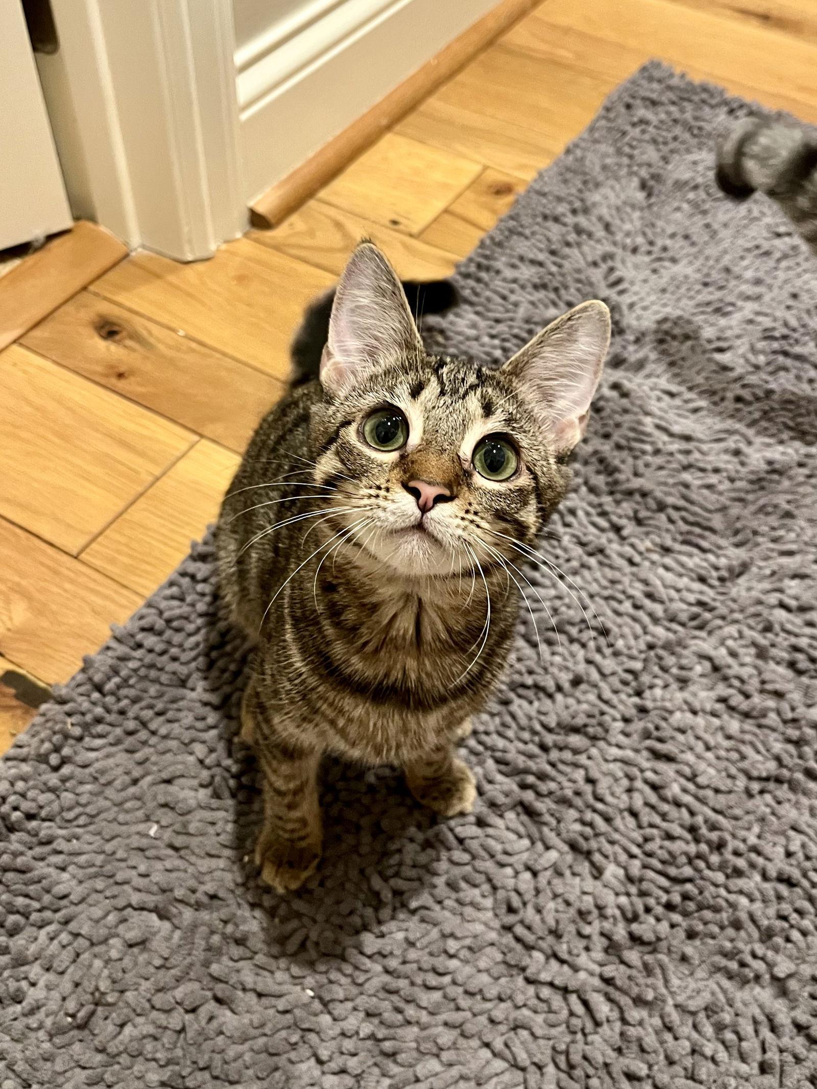 Alice, Adoptable, Kitten Female Domestic Short Hair.