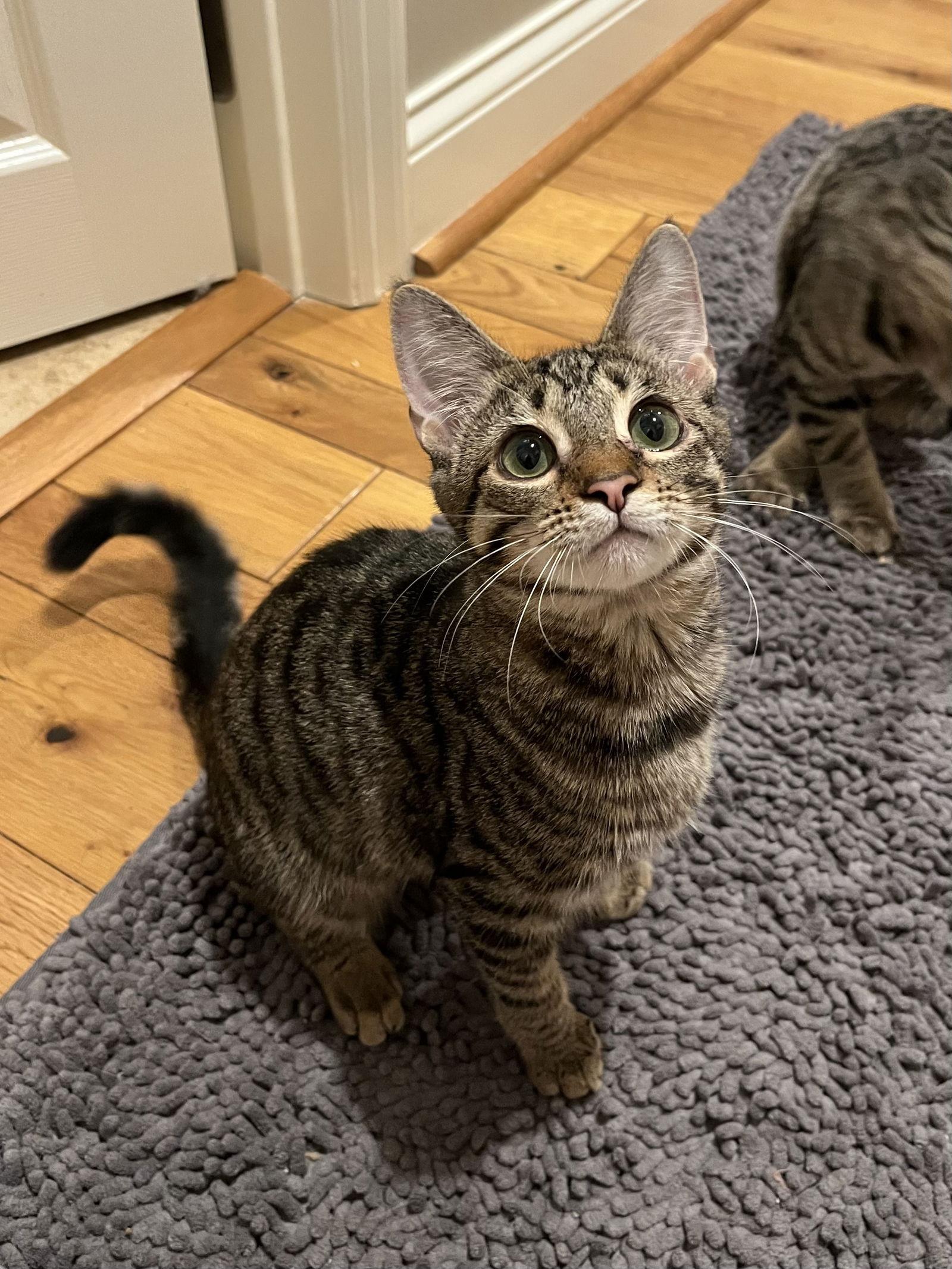 Alice, a Adoptable Domestic Short Hair in Long Beach, CA image 2/3