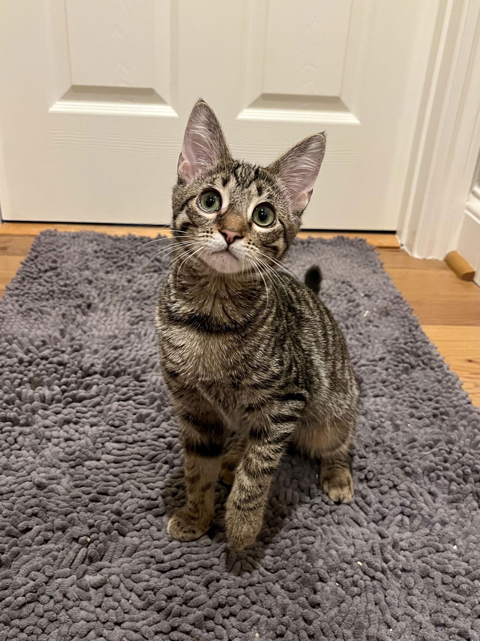 Alice, a Adoptable Domestic Short Hair in Long Beach, CA image 3/3