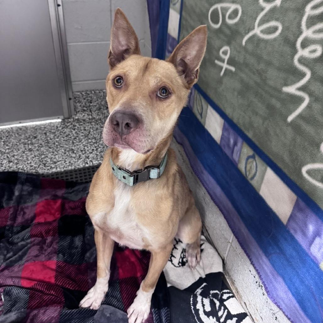 Chase, Adoptable, Adult Male Pit Bull Terrier & Husky.