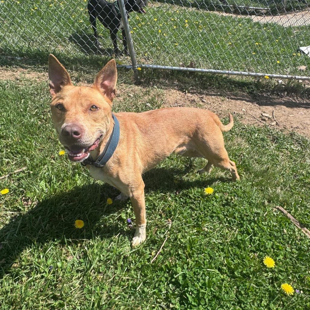 Enlarge Chase, a Adoptable mixed breed in Fairmont, WV image 2/6