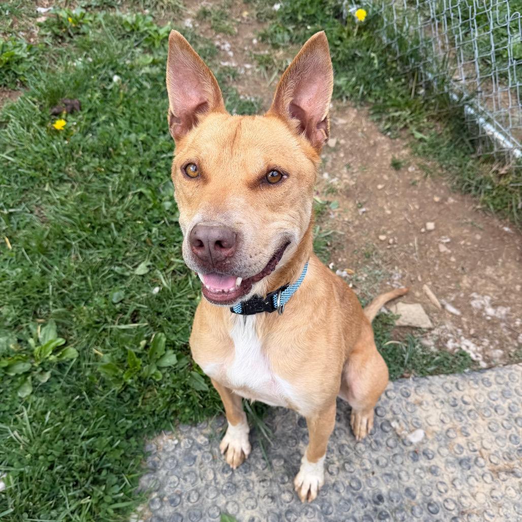 Enlarge Chase, a Adoptable mixed breed in Fairmont, WV image 3/6