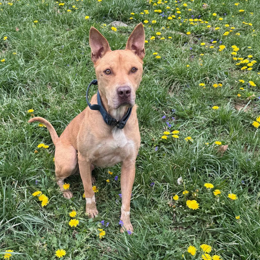 Enlarge Chase, a Adoptable mixed breed in Fairmont, WV image 4/6