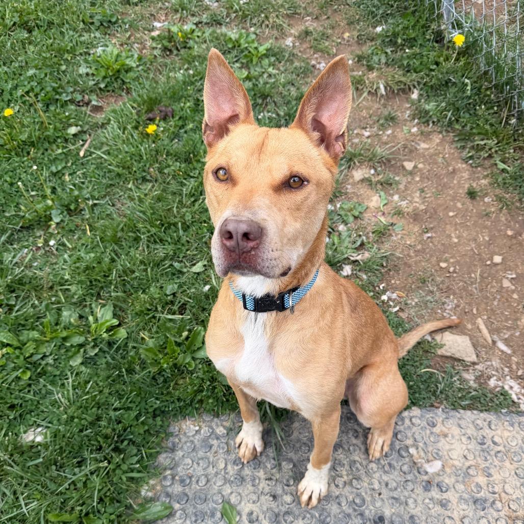 Enlarge Chase, a Adoptable mixed breed in Fairmont, WV image 5/6