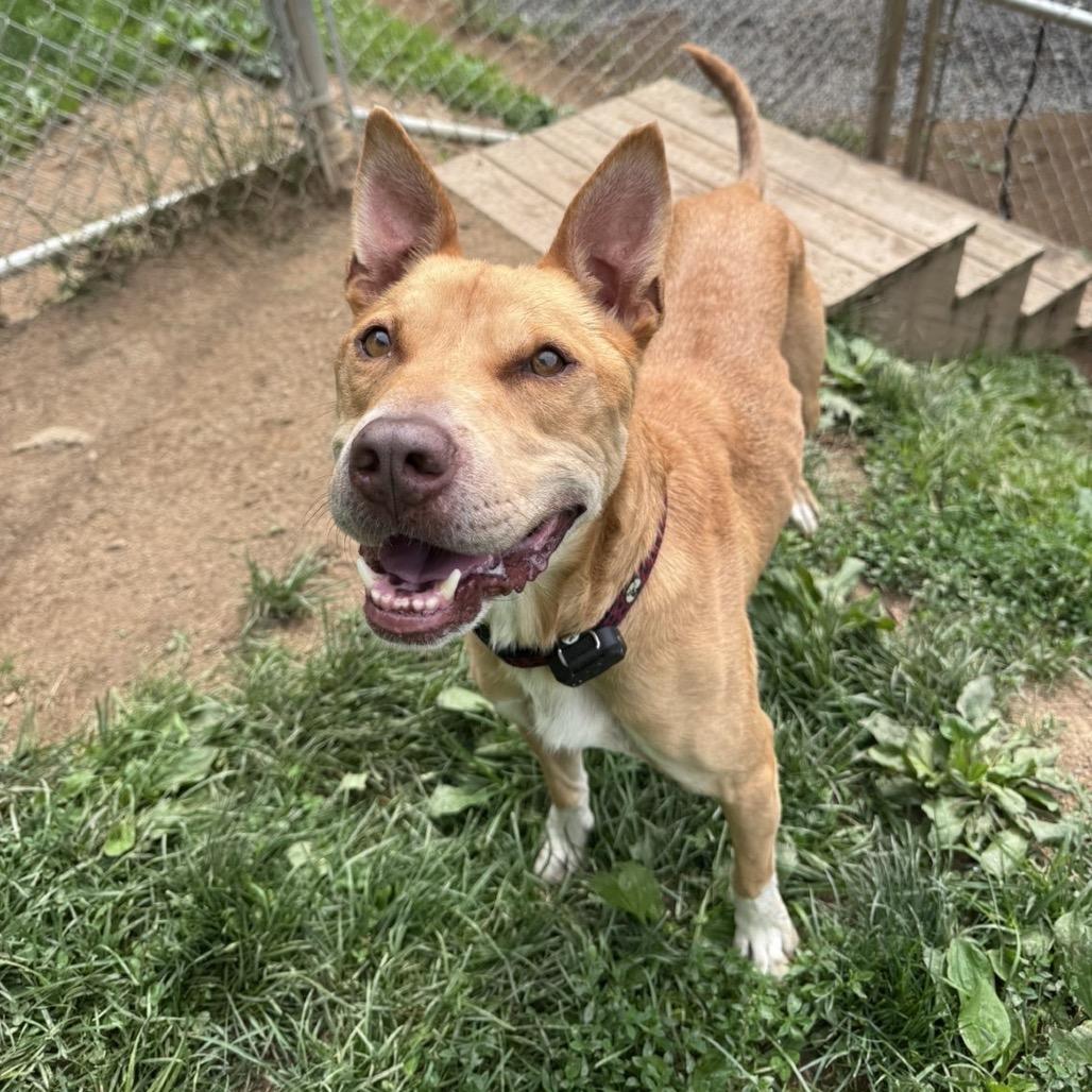 Chase, a Adoptable mixed breed in Fairmont, WV image 5/6