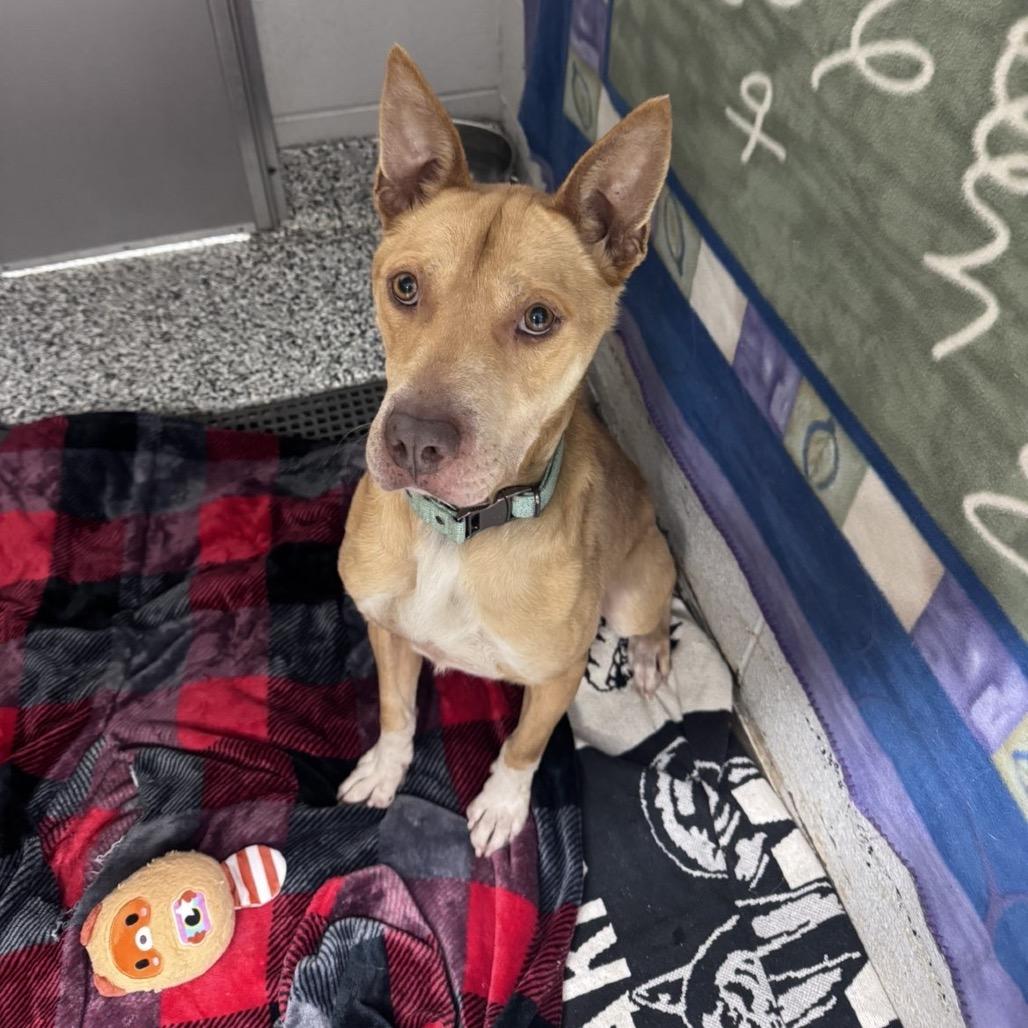 Chase, a Adoptable mixed breed in Fairmont, WV image 2/2