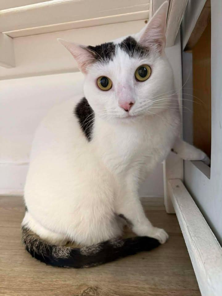 Lulu, ADOPTABLE, Adult Female Domestic Short Hair.