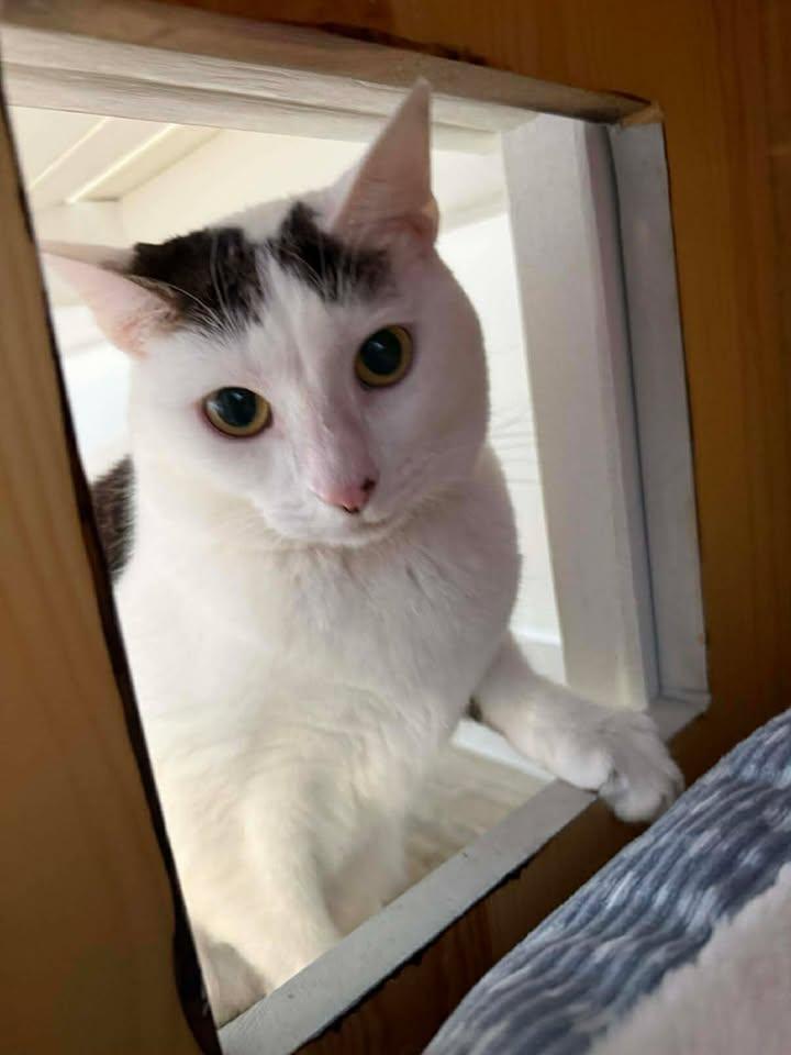 Lulu, a ADOPTABLE Domestic Short Hair in Wilmington, NC image 2/2