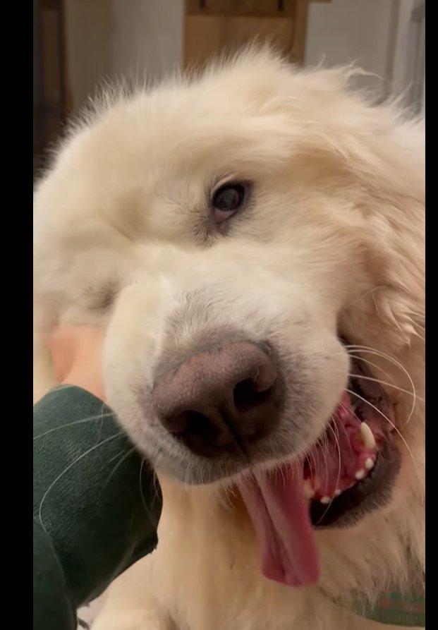 Salem, a Adoptable Great Pyrenees in Atlanta, GA image 1/6