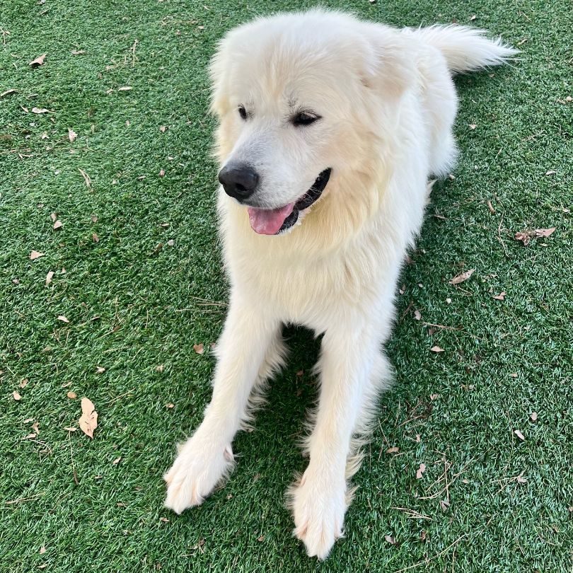 Salem, a Adoptable Great Pyrenees in Atlanta, GA image 5/6