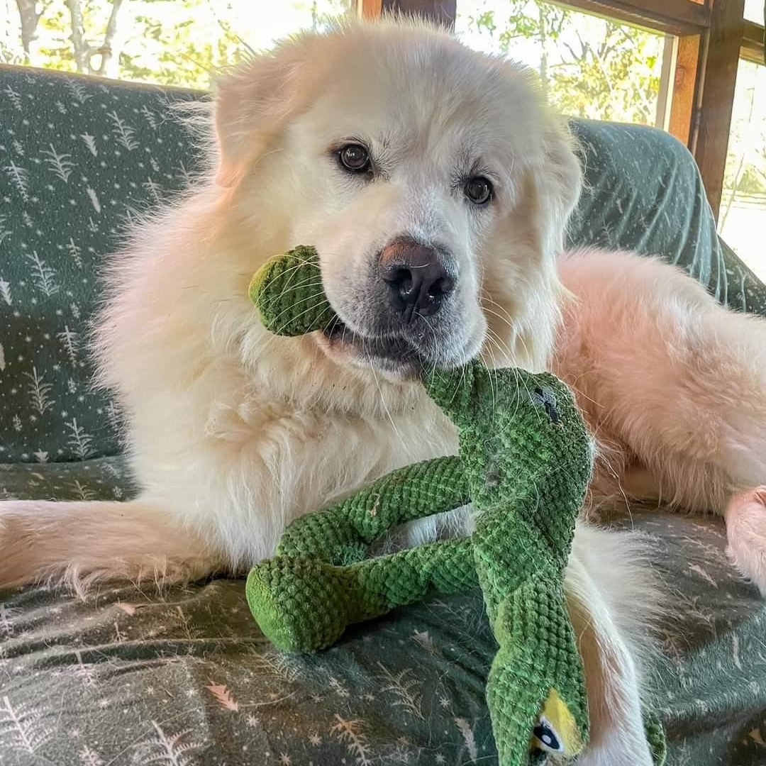 Salem, a Adoptable Great Pyrenees in Atlanta, GA image 2/6
