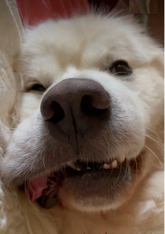 Salem, a Adoptable Great Pyrenees in Atlanta, GA image 3/6