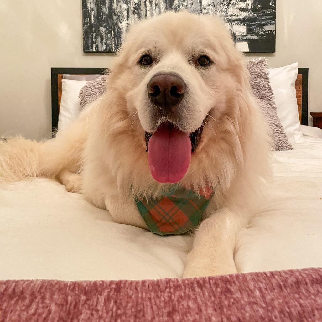 Salem, Adoptable, Adult Male Great Pyrenees.