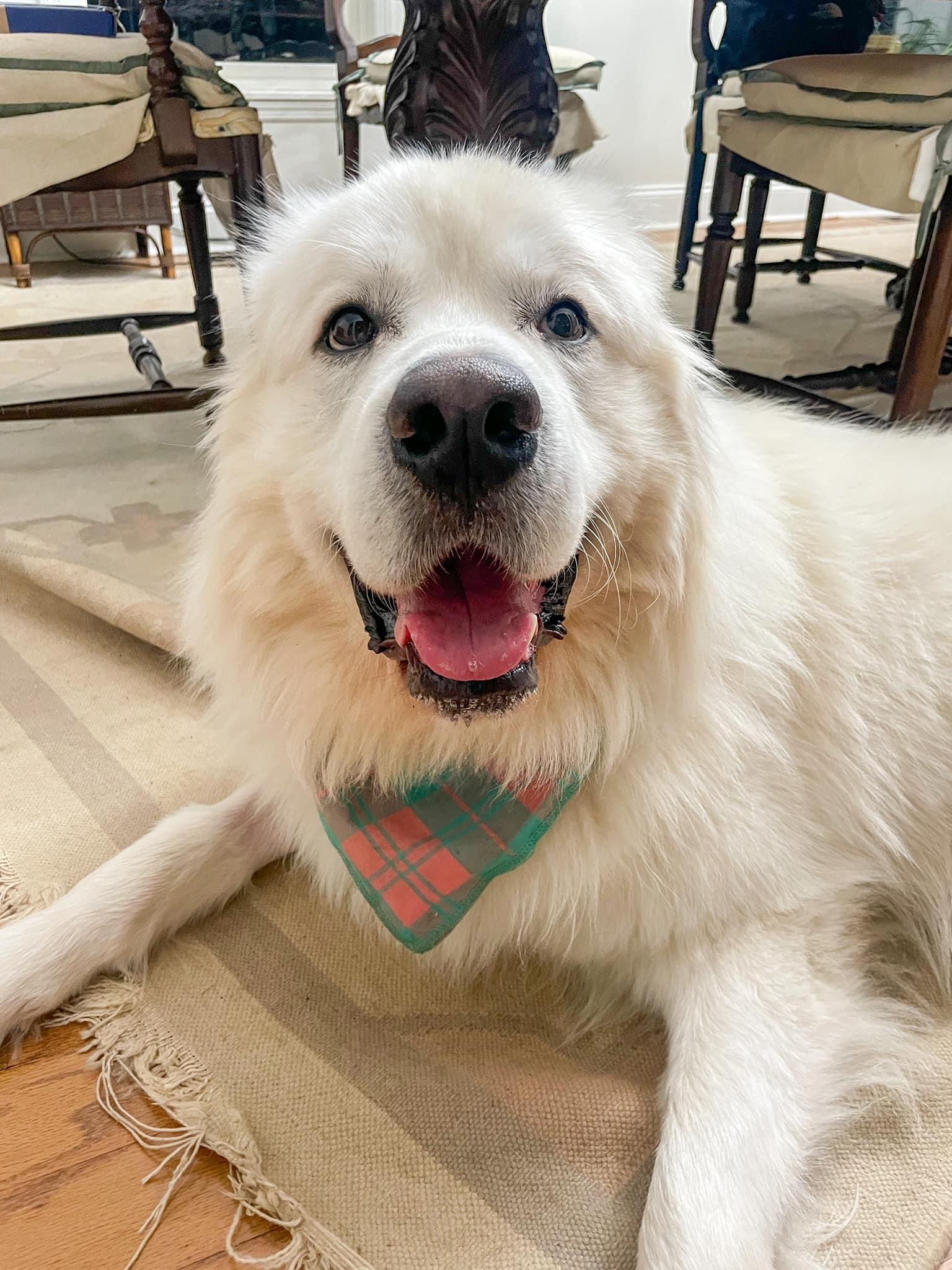 Salem, a Adoptable Great Pyrenees in Atlanta, GA image 4/6