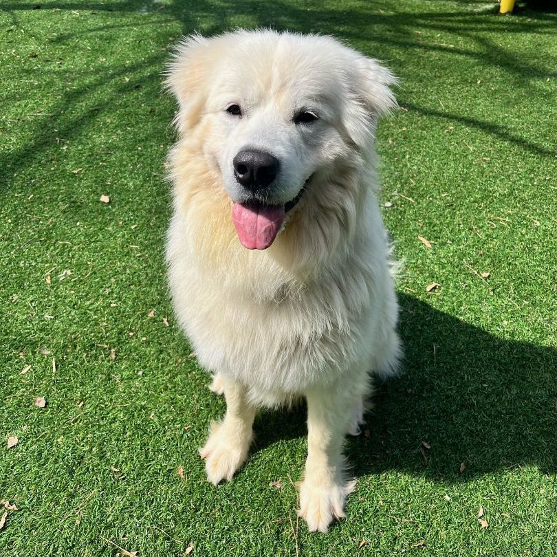 Salem, a Adoptable Great Pyrenees in Atlanta, GA image 6/6