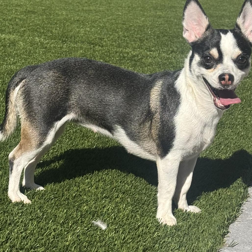 Lana, Adoptable, Adult Female Chihuahua.