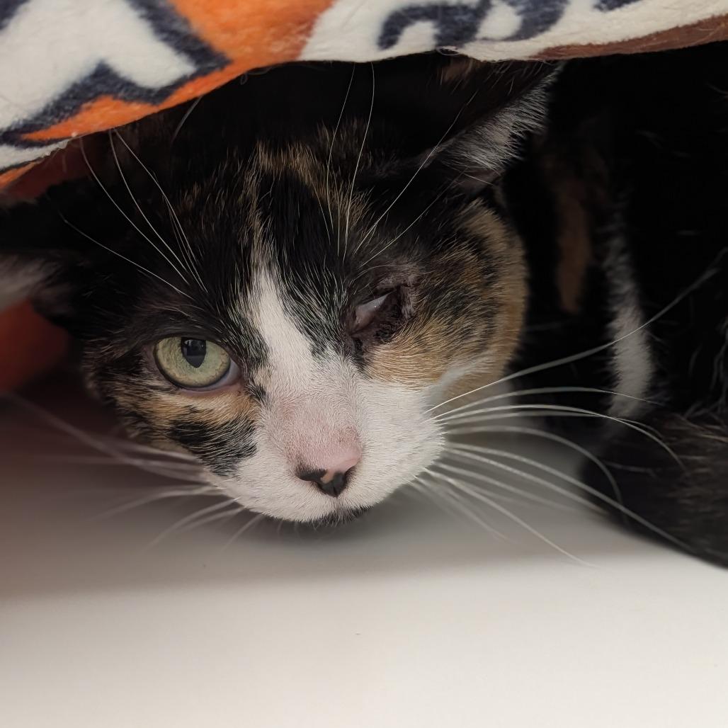 Kay, Adoptable, Adult Female Domestic Short Hair.