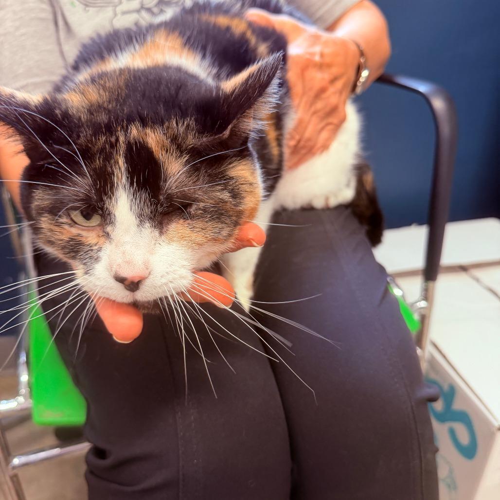 Enlarge Kay, a Adoptable Domestic Short Hair in Jasper, IN image 2/4