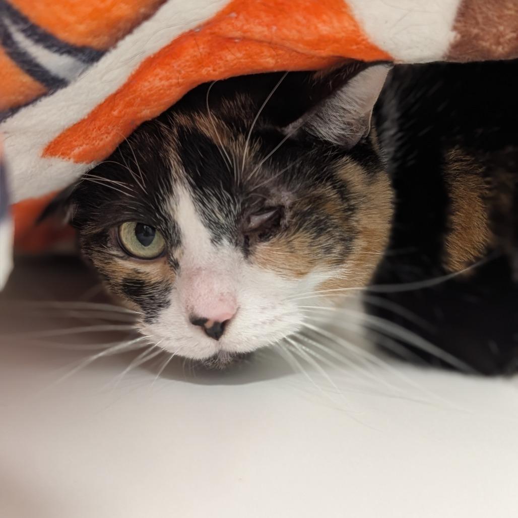Enlarge Kay, a Adoptable Domestic Short Hair in Jasper, IN image 3/4